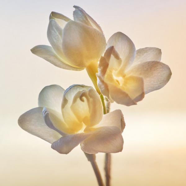 ディオール、シャーリーズ・セロンを起用したフレグランス「ジャドール」の新フィルムを世界同時公開