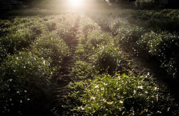 ディオール、シャーリーズ・セロンを起用したフレグランス「ジャドール」の新フィルムを世界同時公開