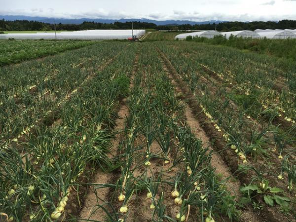 シンガポール発サラダ専門店サラダストップ！が日本初上陸。国産野菜で自分だけのオリジナルサラダを