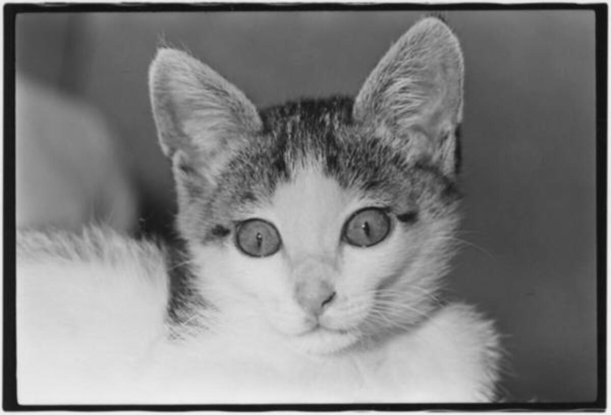 写真家 深瀬昌久が溺愛した猫 サスケ を撮りためた Afterword 刊行 16年10月30日 ウーマンエキサイト 1 2