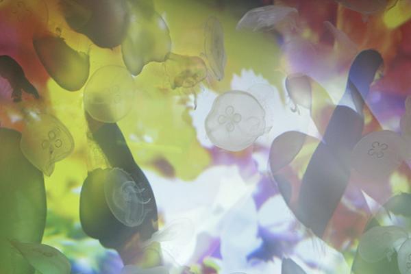 すみだ水族館×蜷川実花、“クラゲ万華鏡トンネル”を通り抜け幻想的な世界を体感