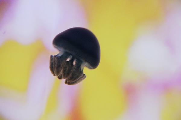 すみだ水族館×蜷川実花、“クラゲ万華鏡トンネル”を通り抜け幻想的な世界を体感