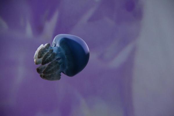 すみだ水族館×蜷川実花、“クラゲ万華鏡トンネル”を通り抜け幻想的な世界を体感