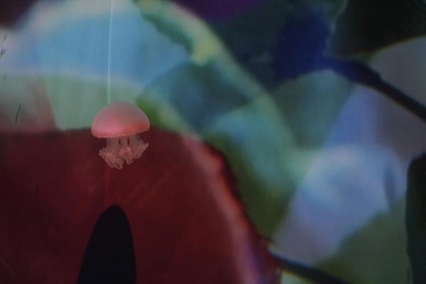 すみだ水族館×蜷川実花、“クラゲ万華鏡トンネル”を通り抜け幻想的な世界を体感