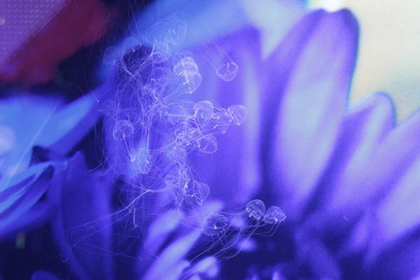 すみだ水族館×蜷川実花、“クラゲ万華鏡トンネル”を通り抜け幻想的な世界を体感