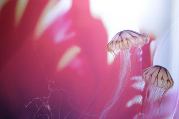 すみだ水族館×蜷川実花、“クラゲ万華鏡トンネル”を通り抜け幻想的な世界を体感