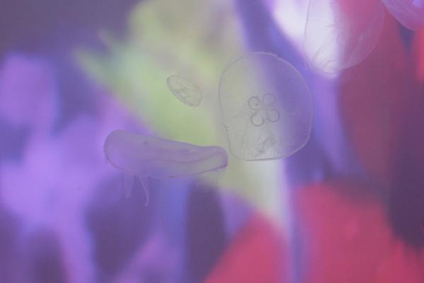 すみだ水族館×蜷川実花、“クラゲ万華鏡トンネル”を通り抜け幻想的な世界を体感