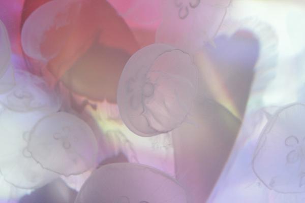 すみだ水族館×蜷川実花、“クラゲ万華鏡トンネル”を通り抜け幻想的な世界を体感