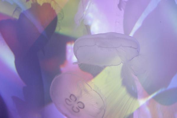 すみだ水族館×蜷川実花、“クラゲ万華鏡トンネル”を通り抜け幻想的な世界を体感