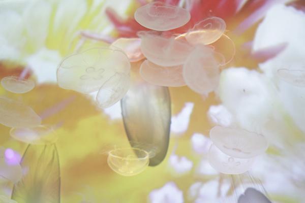 すみだ水族館×蜷川実花、“クラゲ万華鏡トンネル”を通り抜け幻想的な世界を体感