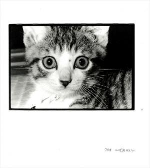 深瀬昌久の愛猫サスケを記録、抱きしめたくなる装丁の写真集【NADiffオススメBOOK】