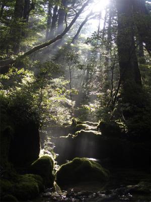 植物研究家の塩津丈洋が初個展開催中、盆栽を展示販売