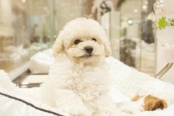 「イオンモール幕張新都心」大公開5/5。ペットモールは犬猫好きのあらゆるニーズに対応