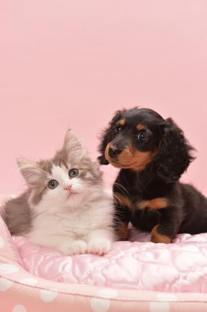 ヴィーナスフォートが35店舗をグランドオープン。リニューアル店舗も続々登場