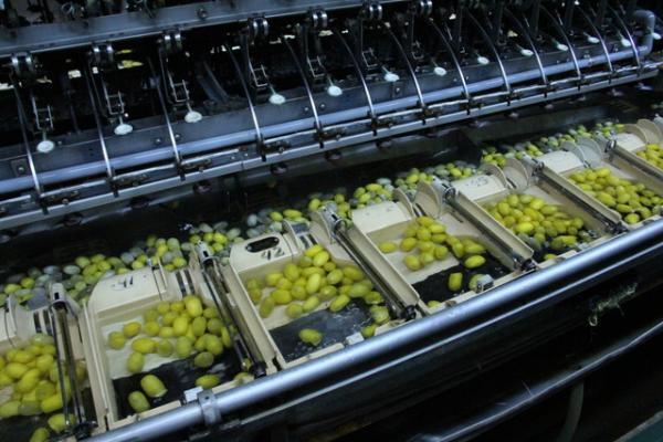 悠久の歴史を紡ぐ、絹の物語～純国産絹、三煌の出来るまで～（後編）