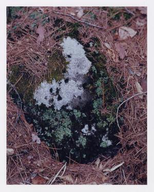 ミナペルホネン『紋黄蝶』発売。皆川明×写真家、ブックデザイナーとのトークイベント