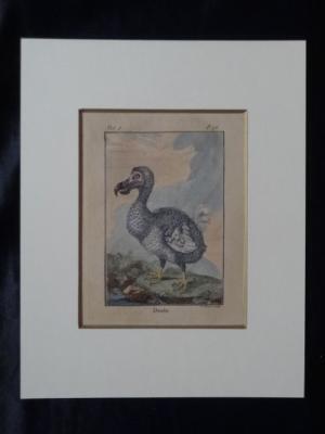 渋谷パルコ、禁断の解剖書を公開。博物画・ボタニカルアート展開催