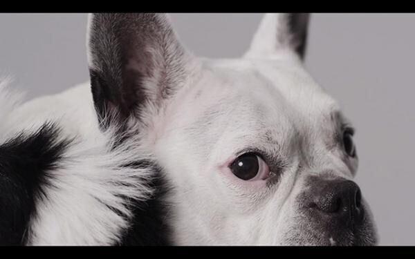 【動画】3.1フィリップリムからデザイナーの愛犬主演の愛らしいホリデームービー