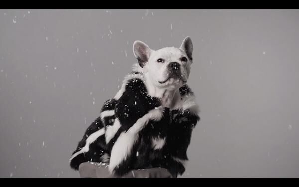 【動画】3.1フィリップリムからデザイナーの愛犬主演の愛らしいホリデームービー