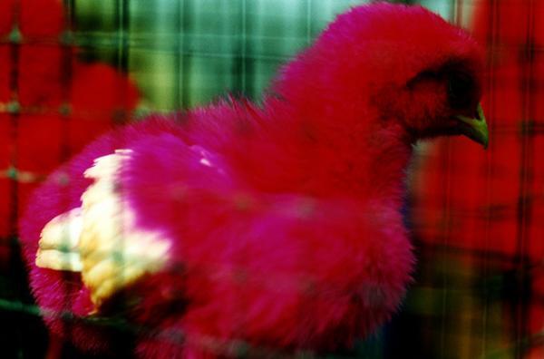 蜷川実花初のセルフポートレート写真展、原美術館で開催