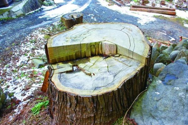 三越伊勢丹が東日本復興支援チャリティキャンペーン。笑顔のどんぐりバッヂを発売