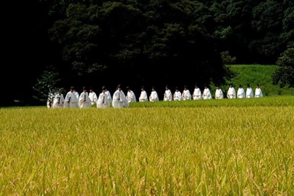 神田抜穂祭(Ceremony of profit in rice field for Kami)