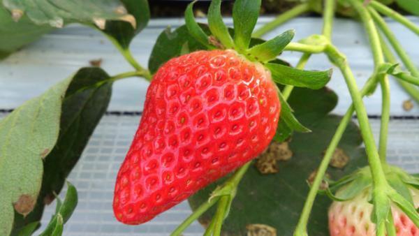 横浜赤レンガ倉庫で「ストロベリー フェスティバル」が開催。いちごの無料サンプリングも！