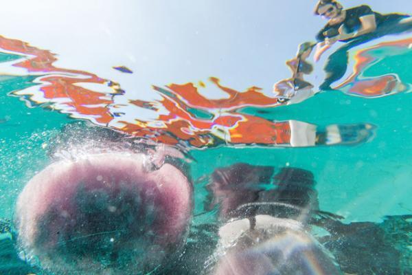 プールの中に並ぶアート作品。世にも珍しい水中エキシビション「シュノーケル・ドリームス」