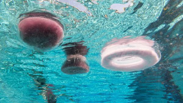 プールの中に並ぶアート作品。世にも珍しい水中エキシビション「シュノーケル・ドリームス」