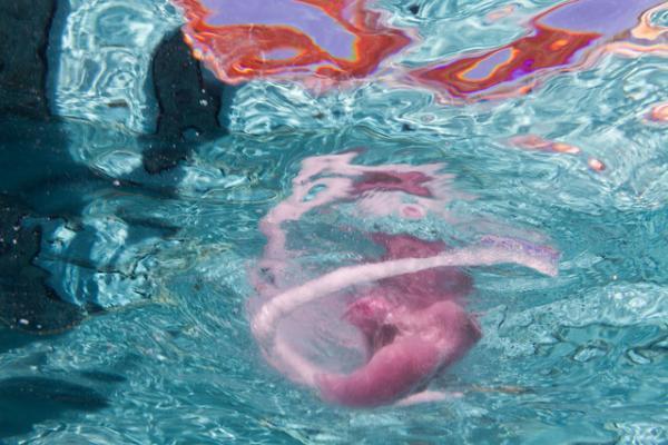 プールの中に並ぶアート作品。世にも珍しい水中エキシビション「シュノーケル・ドリームス」