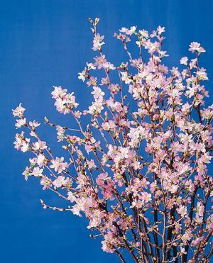 新橋・虎ノ門エリアに日本全国の魅力を発信する『旅する新虎マーケット』が誕生