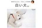 写真家・梅佳代さんちの“あのこ”の写真展『白い犬』開催。3年8ヶ月ぶりの最新作