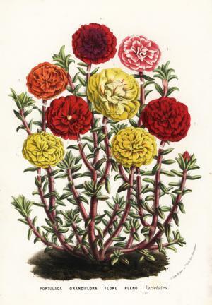 “ボタニカル”をテーマにした「ボタニカル 蚤の市」が渋谷にオープン。雑貨や洋服から、アートまで