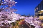 東京ミッドタウンでお花見イベント、約200mの桜のライトアップやお酒を嗜む屋外ラウンジ