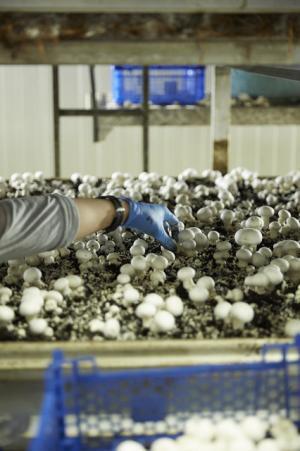 青山のファーマーズマーケットが“種”について考える2日間のイベントを開催！