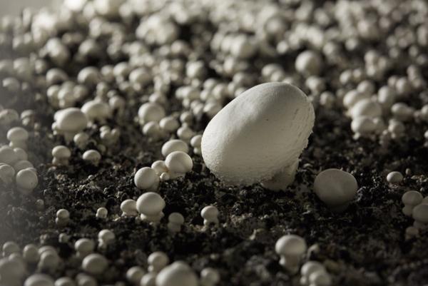 青山のファーマーズマーケットが“種”について考える2日間のイベントを開催！