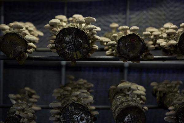 青山のファーマーズマーケットが“種”について考える2日間のイベントを開催！