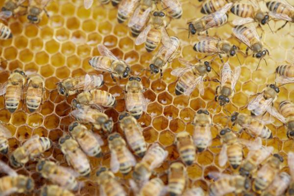 青山のファーマーズマーケットが“種”について考える2日間のイベントを開催！