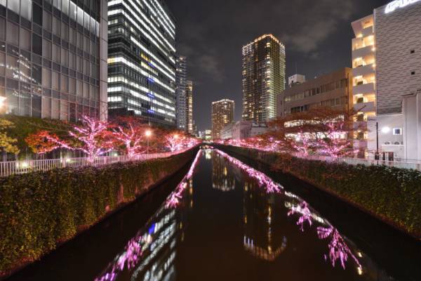 目黒川で冬のお花見、42万個以上のLEDで彩るイルミネーション