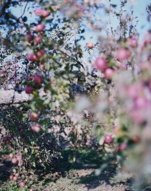 写真家・上田義彦の個展「林檎の木」、小山登美夫ギャラリーで開催