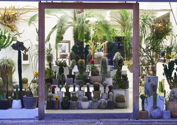 “いい顔してる植物”が集合! 「叢（クサムラ）」のポップアップストアがUA原宿本店にオープン