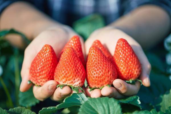 ヨコハマ ストロベリー フェスティバル開催! 赤レンガ倉庫が真っ赤に染まる