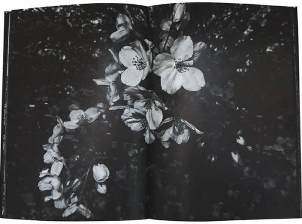 坂口安吾の短編小説『桜の森の満開の下』と森山大道の桜。写真展もスタート【NADiffオススメBOOK】