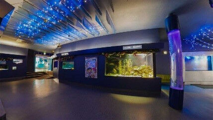 下田海中水族館とポーラ美術館が初コラボ! 新しい鑑賞体験で楽しむエミール・ガレの作品世界