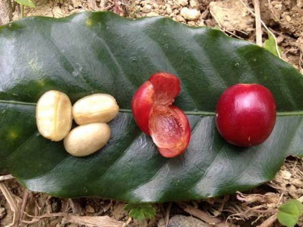 個性派カフェに注目! 日本最大級コーヒーイベント、初出店28店舗を迎え開催