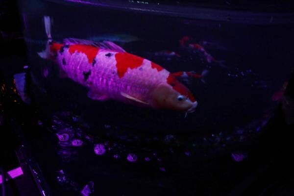 【更新】約8,000の金魚が優雅に舞い泳ぐ「アートアクアリウム 2018」の全貌が公開