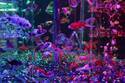 【更新】約8,000の金魚が優雅に舞い泳ぐ「アートアクアリウム 2018」の全貌が公開
