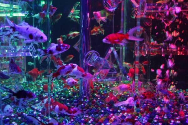 【更新】約8,000の金魚が優雅に舞い泳ぐ「アートアクアリウム 2018」の全貌が公開