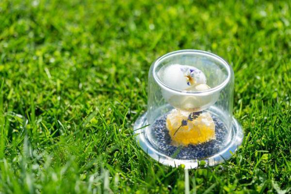 チーズとフルーツの爽やかなデザートコースが星野リゾート 軽井沢ホテルブレストンコートに登場!