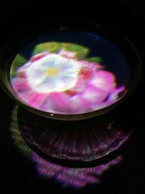 森ビルとチームラボの世界初デジタルアートミュージアムが21日開業、“彷徨いながら自らの身体で探索、発見する場所”